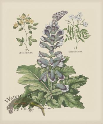 Besler 275 Colored  B2